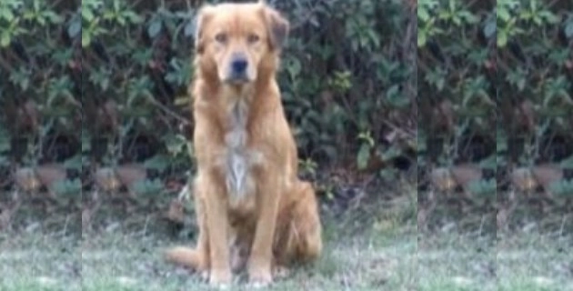 कुत्ते को गोली मारने के मामले में आर्कन्सा के उप शेरिफ बर्खास्त