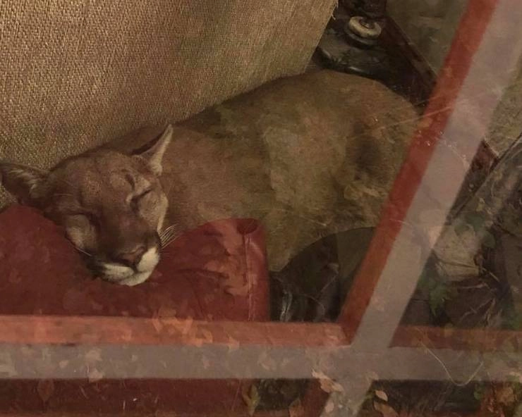 घर में सोफे के पीछे सो रहा था शेर, साहसी महिला ने फिर दिखाया जंगल का रास्ता - Mountain lion enters in home, napped behind sofa