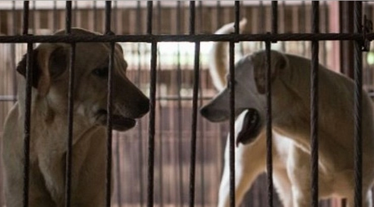 गर्मी को दूर भगाने के लिए कुत्ते का मांस खा रहे उत्तर कोरियाई