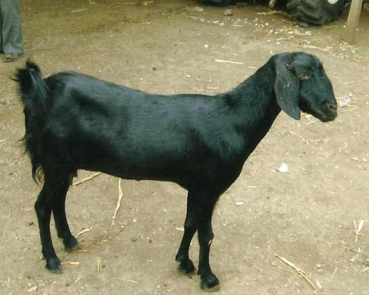 बकरे ने बचाई मुर्गे की जान, बाज ने किया हमला... - Goat saved the life of a chicken