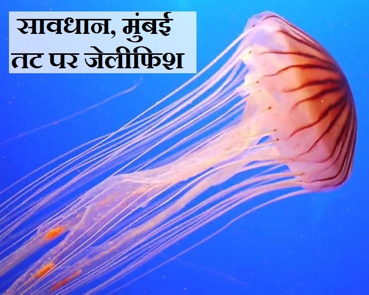 मुंबई के तटों पर जहरीली जेलीफिश, काटकर बहरा कर सकती है यह खतरनाक मछली - Toxic jellyfish spotted at Mumbai beaches