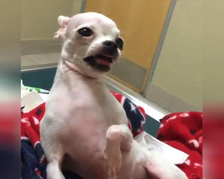 जब कुत्ते ने गलती से चखा गांजा, तो देखिए आगे क्या हुआ.. - Dog accidentally consumes marijuana, video goes viral