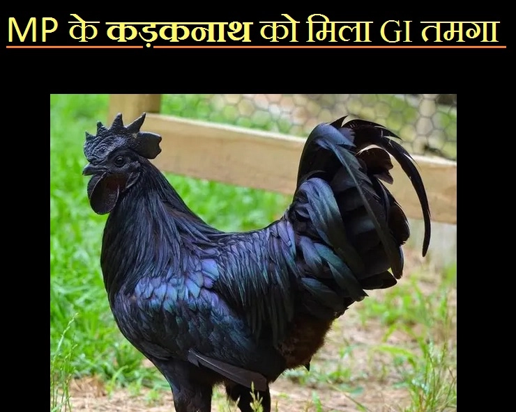 मध्यप्रदेश के 'कड़कनाथ' को मिला GI टैग, लजीज स्वाद के साथ भरपूर औषधीय गुणों वाला अनोखा काला चिकन...