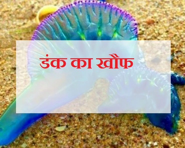 मुंबई के बीच पर जेलिफिशों का आतंक, 20 लोगों को किया घायल, सरकार ने जारी की एडवायजरी - Blue Bottle Jellyfish Spotted At Mumbai Beaches, Several People Suffer Injuries