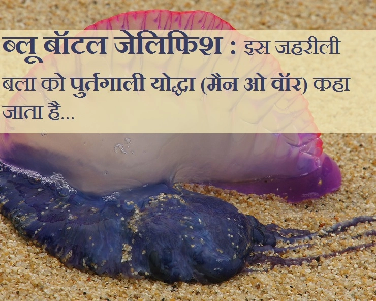 ब्लू बॉटल जेलिफिश आखिर क्या बला है, मुंबई के तटों पर मचाई दहशत, हमले में 150 जख्मी - Facts about Blue Bottle Jellyfish, most dangerous jellyfish
