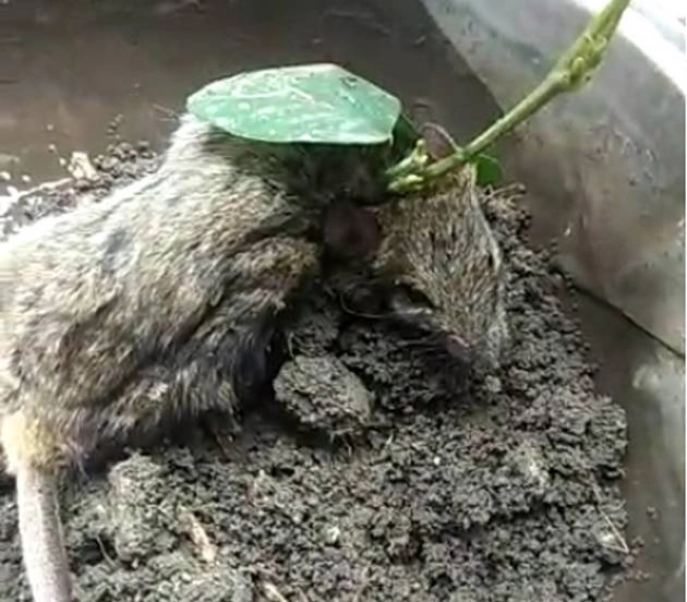 चमत्कार, जिंदा चूहे की गर्दन में उगा सोयाबीन का पौधा, देखने उमड़ी भीड़ - soya bean plant grown on the nack of alive rat