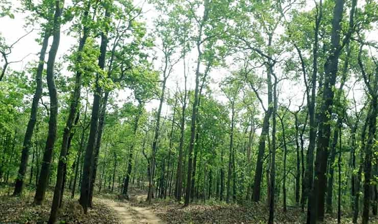 साल 2020-21 में देशभर में 31 लाख पेड़ काटे गए, पौधारोपण पर किए 359 करोड़ रुपए खर्च