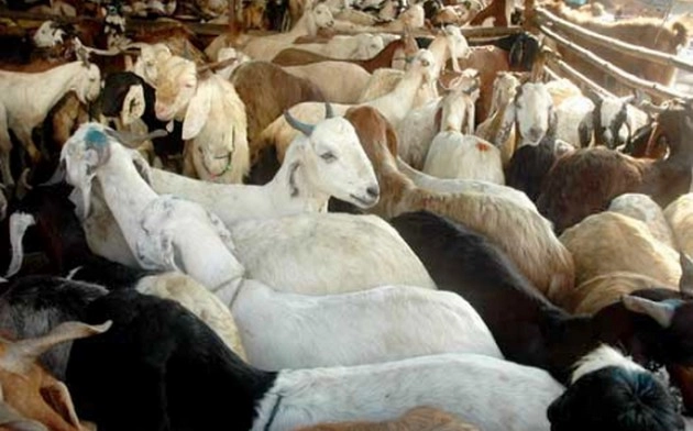 बकरीद से पहले पेटा ने राज्यों को लिखा पत्र, कहा पशुओं के खिलाफ क्रूरता पर लगाएं रोक - Bakr Eid, PETA, PETA's letter