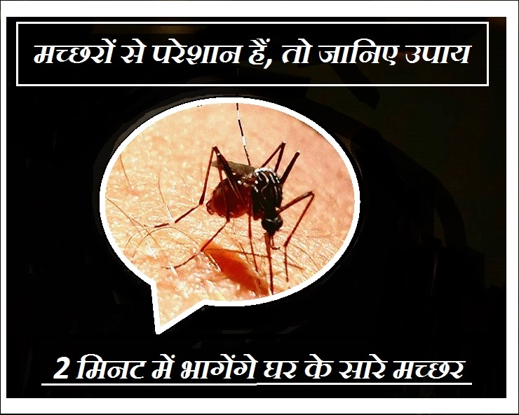 मच्छरों से परेशान हैं क्या? ये रहे तुरंत मच्छर भगाने के 3 सबसे कारगर और घरेलू उपाय