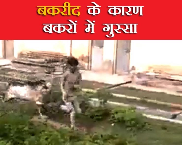 बकरीद के दौरान Video हुआ वायरल, बकरे ने लड़के से लिया बदला - bakrid viral video, goat attacks boy