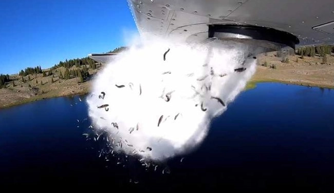 आसमान में उड़ती दिखीं हजारों मछलियाँ, सोशल मीडिया पर VIRAL हुआ VIDEO - flying fish at Utah remote lakes, video goes viral
