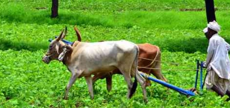 राजस्थान में वृद्ध किसानों के लिए 1 मार्च से लागू होगी यह योजना