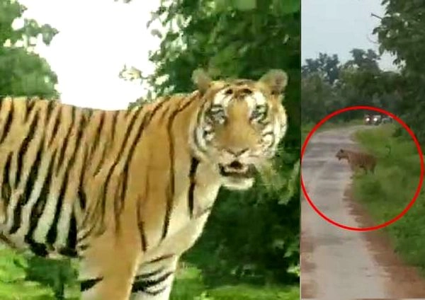 सागर जिले में बाघ की दहशत, कर्फ्यू जैसे हालात... - Tiger Lion Madhya Pradesh