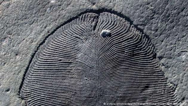 धरती के सबसे पुराने जीव का जीवाश्म | dickinsonia