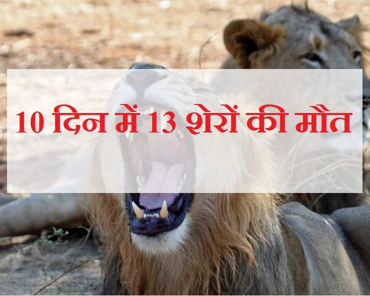 गिर अभयारण्य में शेरों की मौतों से गहराता रहस्य, 10 दिन में 13 शेरों की मौत