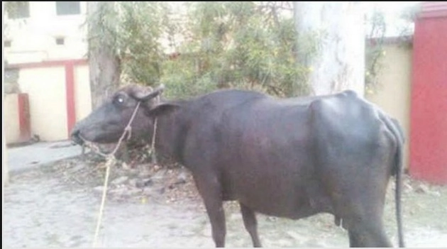 नवाज शरीफ के कार्यकाल में खरीदी गई आठ भैंसों की नीलामी - Buffalo Auctions in Pakistan