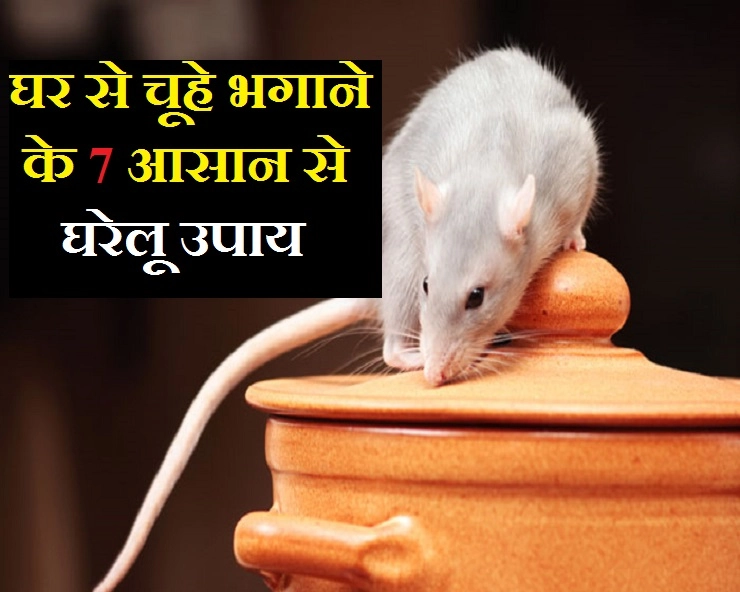 चूहों के आतंक से परेशान हैं? 7 घरेलू नुस्खे अपनाएं और चूहों से पीछा छुड़ाएं - Home Remedies to get rid of Rats