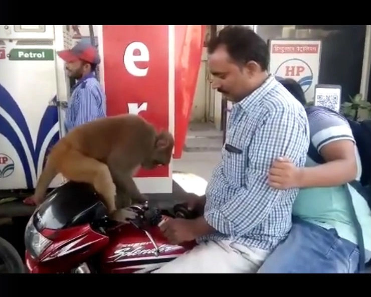 पेट्रोल में मिलावट की जांच करने वाले बंदर का वीडियो वायरल (Video)