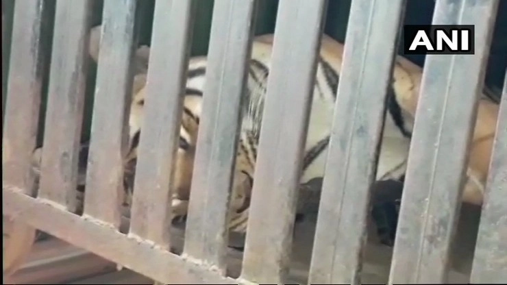 6 लाख का शिकारी कुत्ता, अमेरिका से मंगाया खास परफ्यूम तब जाकर किया आदमखोर बाघिन का शिकार.. - man eater tigress avni killed in yavatmal maharashtra she had allegedly killed 14 people