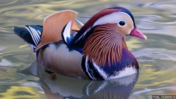 अमेरिका में नज़र आई चीन की रहस्यमयी बतख | mandarin duck