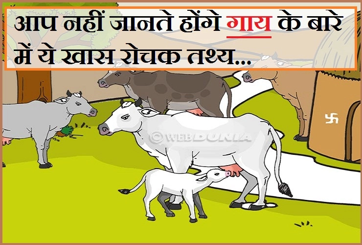 गाय की सेवा करेंगे तो धन-संपत्ति के साथ मिलेगा इतना कुछ कि संभाल नहीं पाओगे, पढ़ें 11 शुभ बातें । Cattle in religion and mythology - Why do Hindus worship the cow