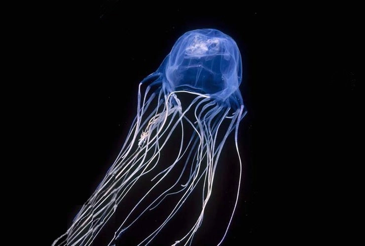 वो जानवर जो कभी नहीं मरता | jellyfish