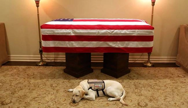 पूर्व अमेरिकी राष्ट्रपति बुश को उनके डॉग ने अनोखे अंदाज में दिया आखिरी सलाम - HW Bushs Service Dog Pays Last Respects photos