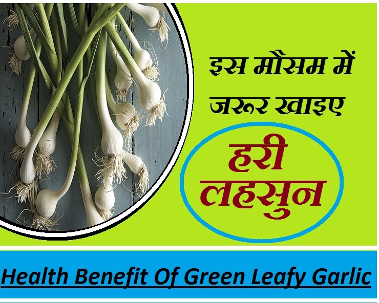 क्या आप जानते हैं हरी लहसुन के बारे में, आपकी 7 बीमारियां ठीक कर सकती है यह - Garlic Leaf Or Green Garlic Benefit