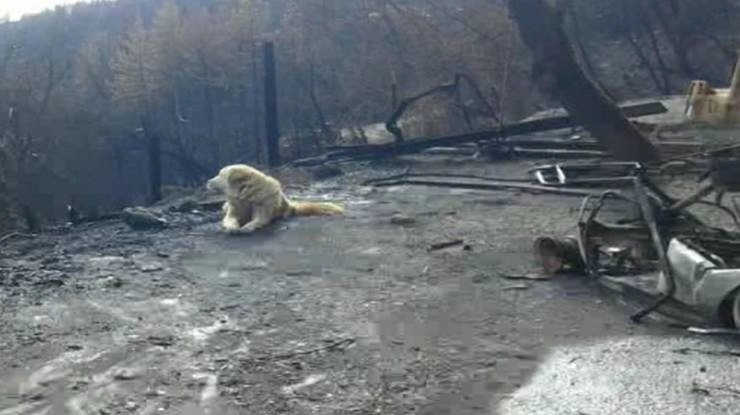आग में सब कुछ राख होने के बाद भी घर की रखवाली करता रहा कुत्ता