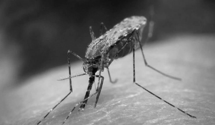 मलेरियाचं औषध ठरतंय निष्प्रभ, आजार वाढण्याचा धोका
