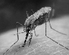 बच्चों में मलेरिया की रोकथाम के लिए दूसरी वैक्सीन को मिली मंज़ूरी