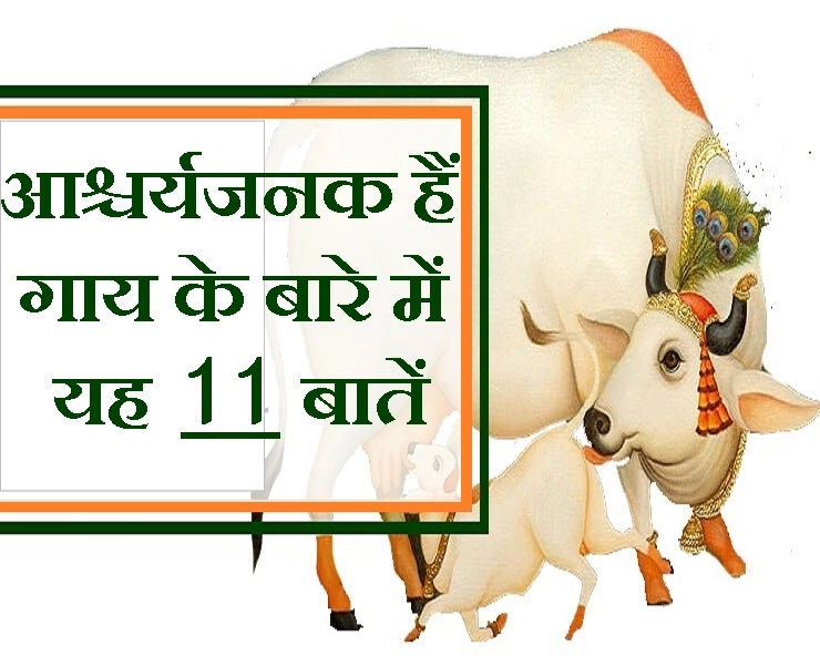 गाय के बारे में यह 11 जानकारियां पढ़कर हैरान रह जाएंगे आप... जानिए कितनी पवित्र है गाय - 11 facts about Cow gaay