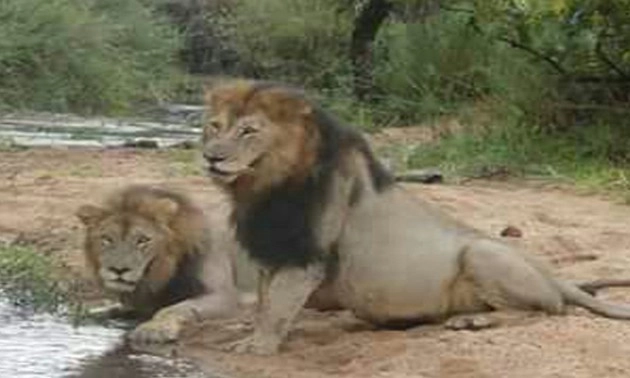 गुजरात में पटरी पर जा रहे तीन शेरों की मालगाड़ी से कटकर मौत - Three Asiatic lions mowed down by goods train in Amreli