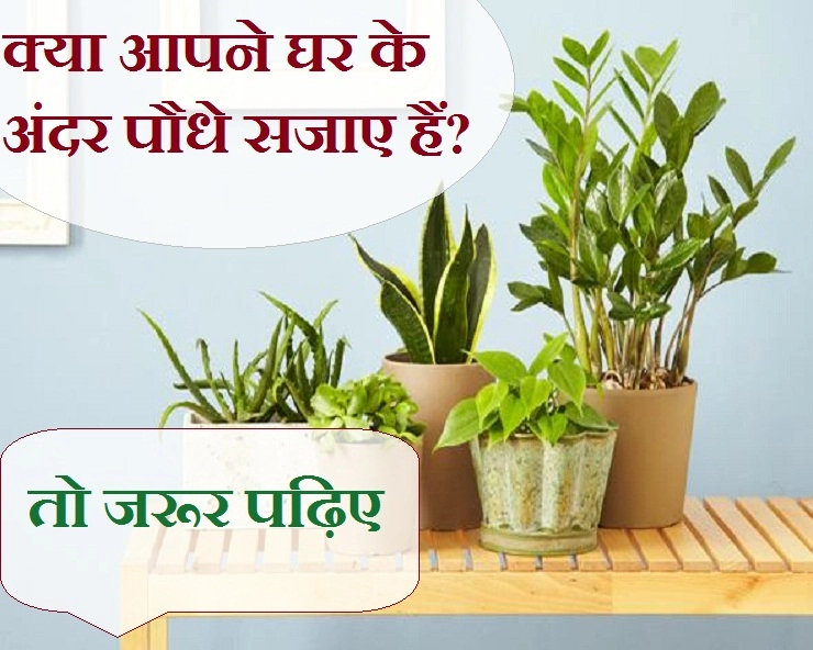 क्या आपने भी घर के अंदर पौधे रखे हैं? तो ऐसे करें उनकी देखभाल - 3 ways to care indoor plants