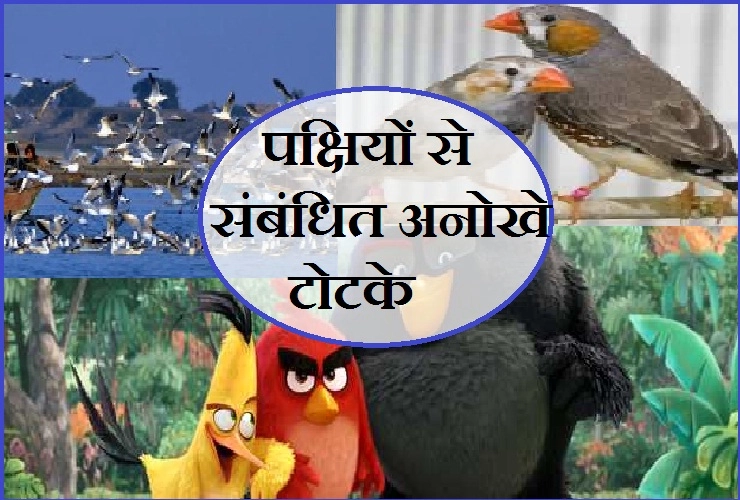आपने नहीं पढ़ें होंगे पक्षियों से संबंधित ये मजेदार रोचक टोटके। Animals and birds Totke - Totke Animals and birds
