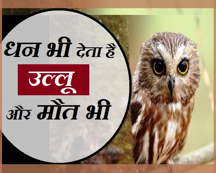 लक्ष्मी का वाहन उल्लू, कितना शुभ-कितना अशुभ है? जानिए उल्लू से जुड़ीं 5 मान्यताएं - Beliefs About Owl