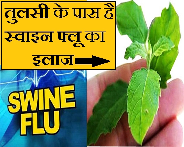 तुलसी बचाएगी जानलेवा स्वाइन फ्लू से, जानिए 6 फायदे - swine flu and tulsi