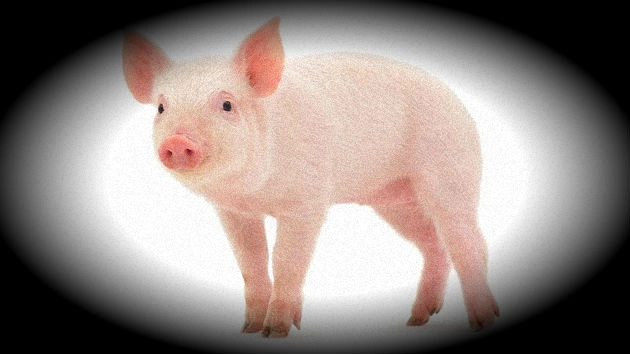 क्या 'सूअर वाले नए साल' से आहत होंगे चीन, मलेशिया और इंडोनेशिया के मुसलमान?