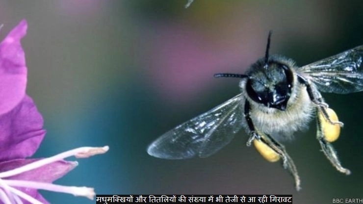 घट रही कीटों की संख्या, बढ़ेगा हानिकारक कीड़ों का प्रकोप