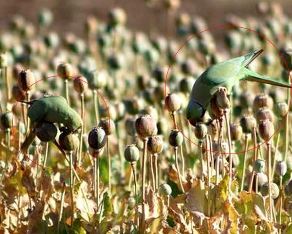 नशेड़ी तोतों से मालवा के अफीम उत्पादक किसान परेशान - opium producer farmer worried with addicted parrots