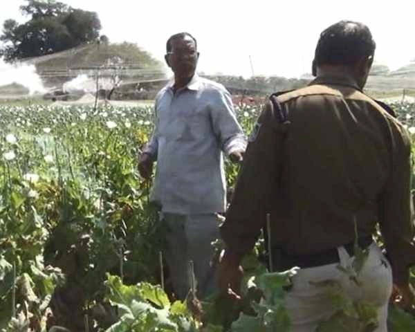 अफीम की फसल पर डाका, किसान के घर मातम... - Opium crop