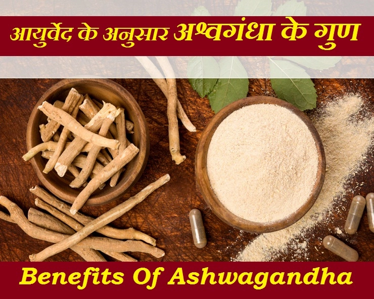 कई बीमारियों को जड़ से खत्म करने की औषधि है अश्वगंधा, जानिए आयुर्वेद के अनुसार इसके गुण - Ayurvedic Benefits of Ashwagandha