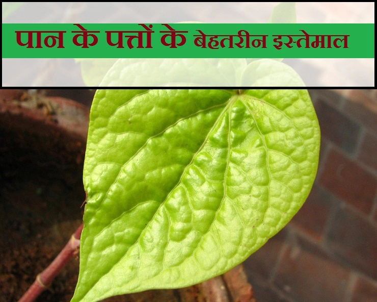 शारीरिक दुर्गंध को दूर करने के लिए भी कर सकते हैं पान के पत्तों का इस्तेमाल, जानिए कैसे... - 5 health benefit of paan leaves