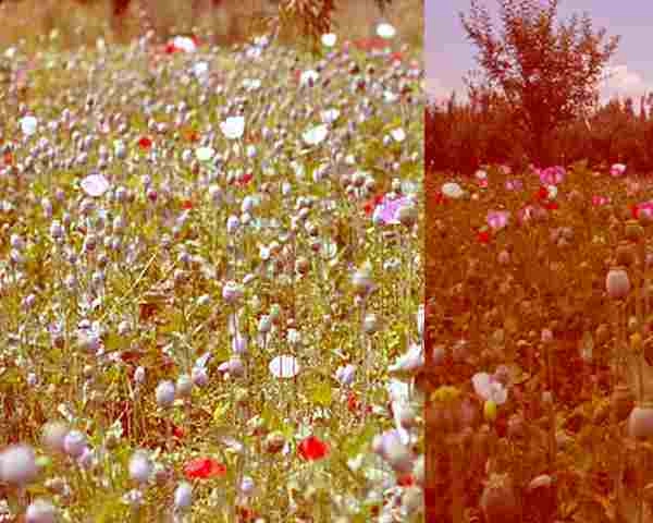केसर की क्यारियों में अब उगाई जा रही है अफीम - opium crop destroyed in kashmir