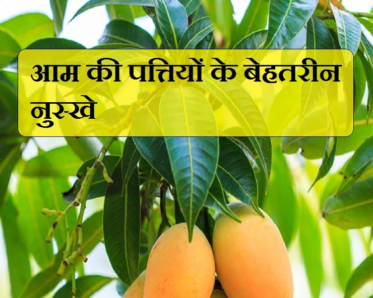 आम की पत्तियों की चाय बनाकर पीने से होंगे बेहतरीन सेहत लाभ, जरूर पढ़ें - Home remedies of mango leaf