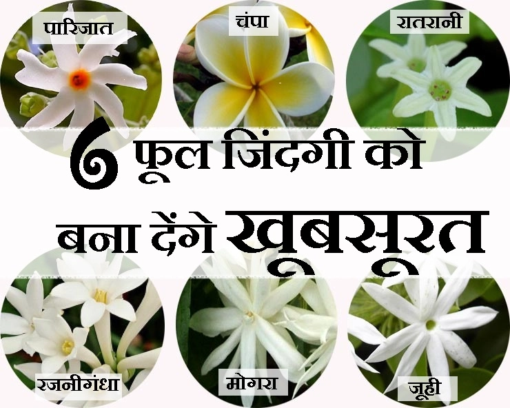 आंगन में लगाएं इन्हें, ये 6 फूल मिटा देंगे आपके जीवन का सारा दुख, संताप और परेशानी - Flowers for Good luck
