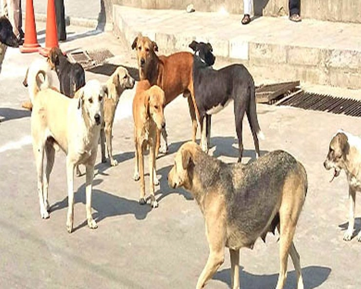 खौफनाक, अस्पताल के पास आवारा कुत्तों ने नोंचा नवजात का शव - Stray dogs feed on new born baby outside Odisha hospital