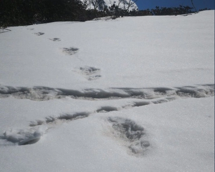 हिमालय में भारतीय सेना को मिले हिममानव 'येति' के फुटप्रिंट, ट्वीट कर दिए सबूत, जानिए येति से जुड़ी 5 खास बातें - Indian army released photos of Mysterious Footprints of mythical beast 'Yeti'
