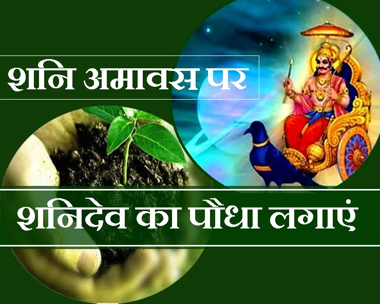 4 मई को है शनिश्चरी अमावस्या, इस विशेष पौधे को लगाने से मिलेगी शनि दोष से शांति - Shani Amavas Upay