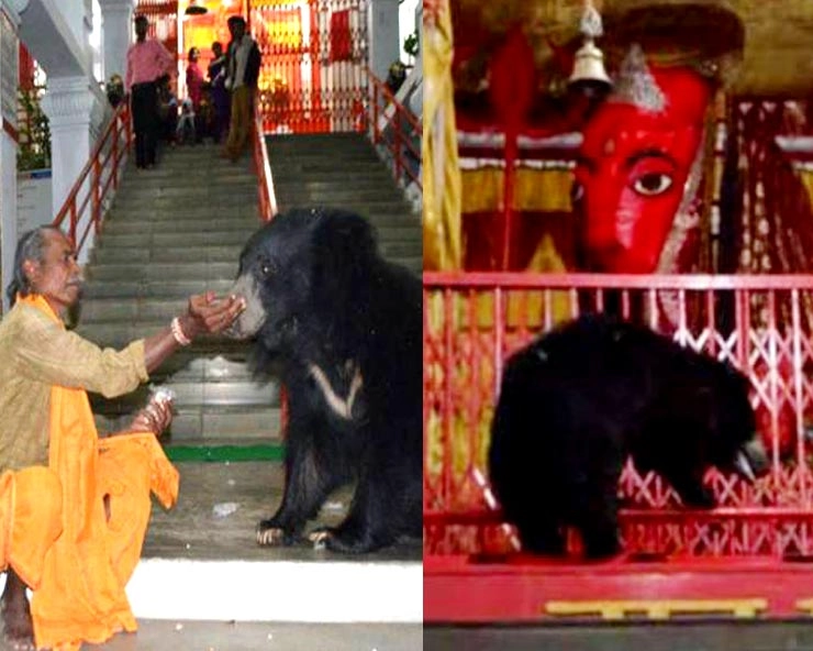 Southward Goddess Mother Chandi Bear Devi Darshan। छत्तीसगढ़ में भालू की मौत, रोज देवी के दर्शन करने आता था - Southward Goddess Mother Chandi Bear Devi Darshan